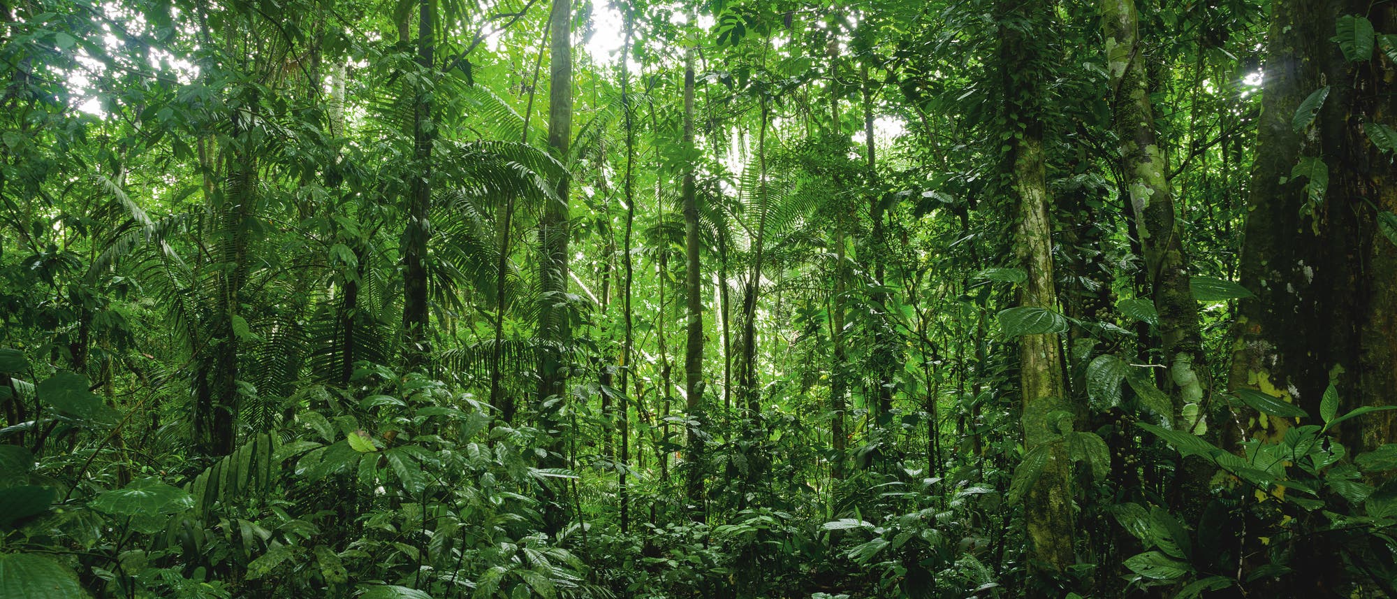 Urwald Urwald