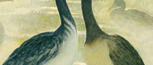 Vögel bei Dinosauriern Vögel bei Dinosauriern