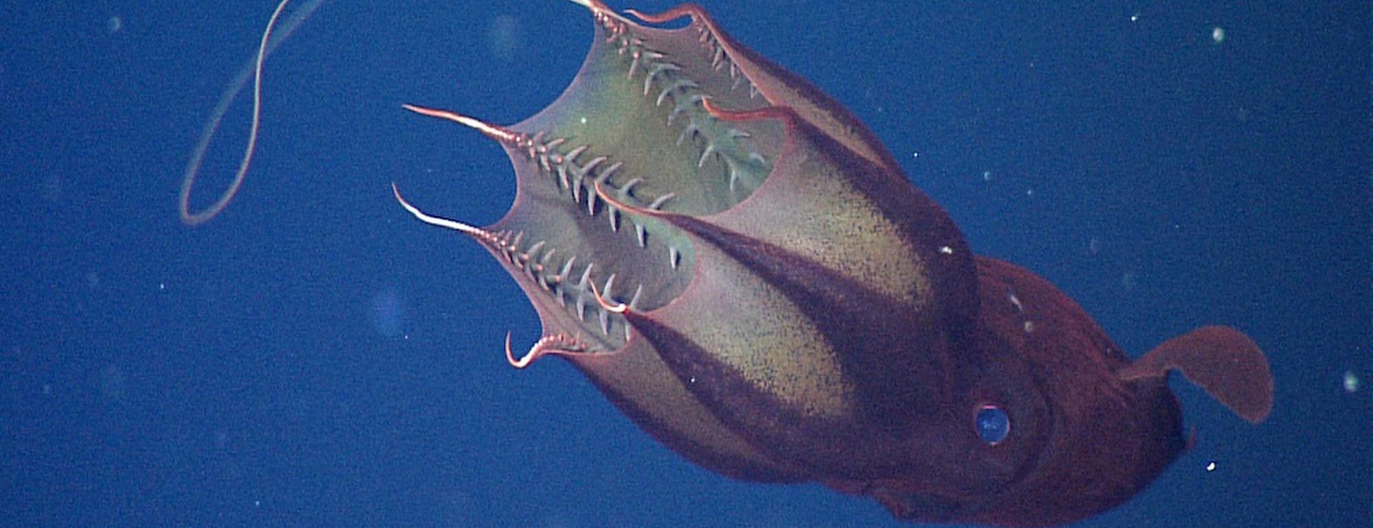 Welches Tier Lebt Am Tiefsten Im Meer