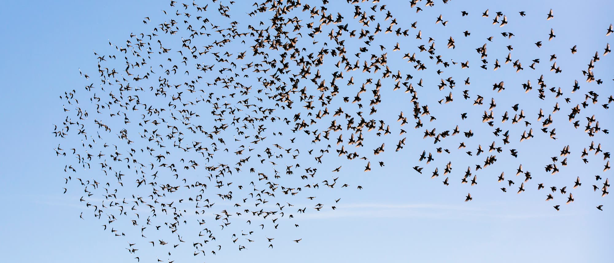 Vogelschwarm Vogelschwarm