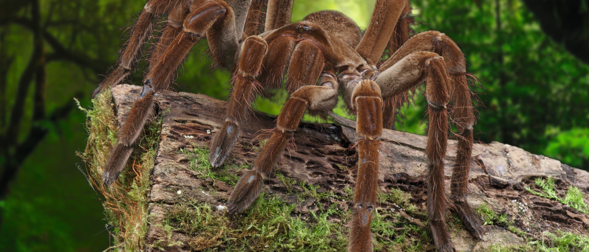 Goliathvogelspinnen sind die Riesen unter den Vogelspinnen Goliathvogelspinnen sind die Riesen unter den Vogelspinnen