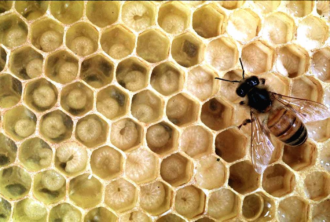 Eine Biene füttert Larven