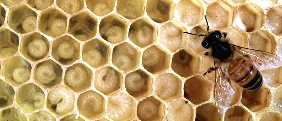 Eine Biene füttert Larven Eine Biene füttert Larven