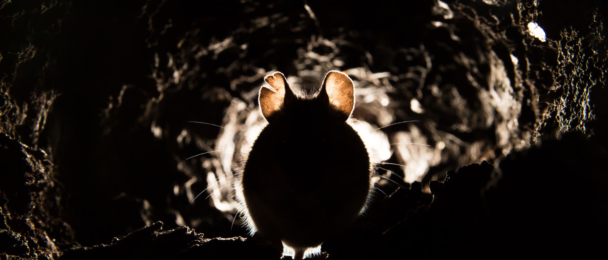 Eine Maus sieht im düsteren Licht zum Fürchten aus Eine Maus sieht im düsteren Licht zum Fürchten aus