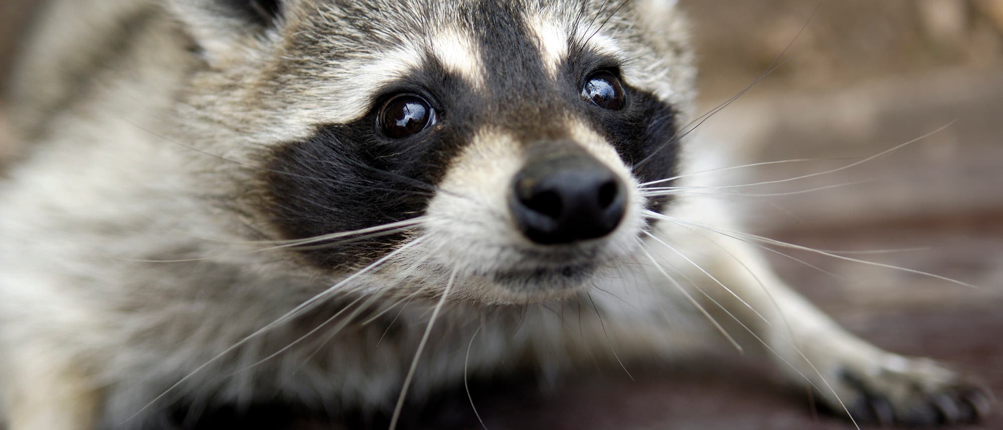 Waschbär fürchtet sich Waschbär fürchtet sich