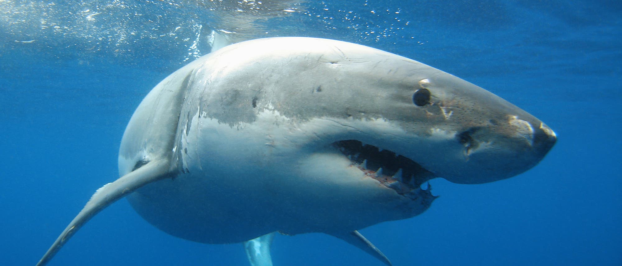 Hat zu Unrecht einen schlechten Ruf - der Weiße Hai spielt eine wichtige Rolle im Ökosystem