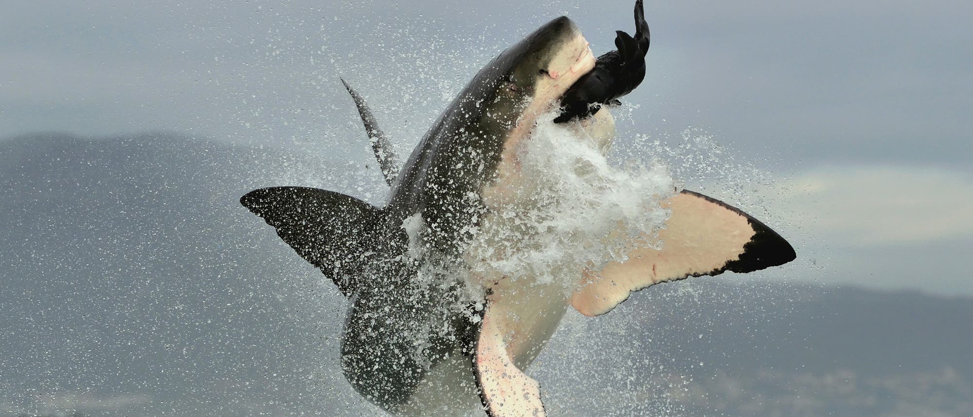 Weißer Hai schnellt während der Jagd aus dem Meer vor Südafrika