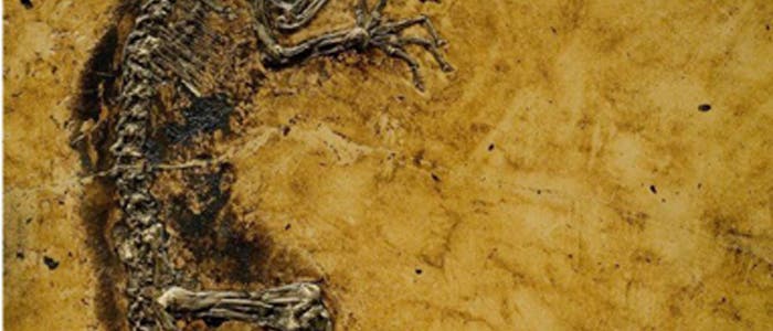 Primaten-Fossil Primaten-Fossil