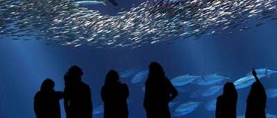 Die Fische im Monterey Bay Aquarium Die Fische im Monterey Bay Aquarium