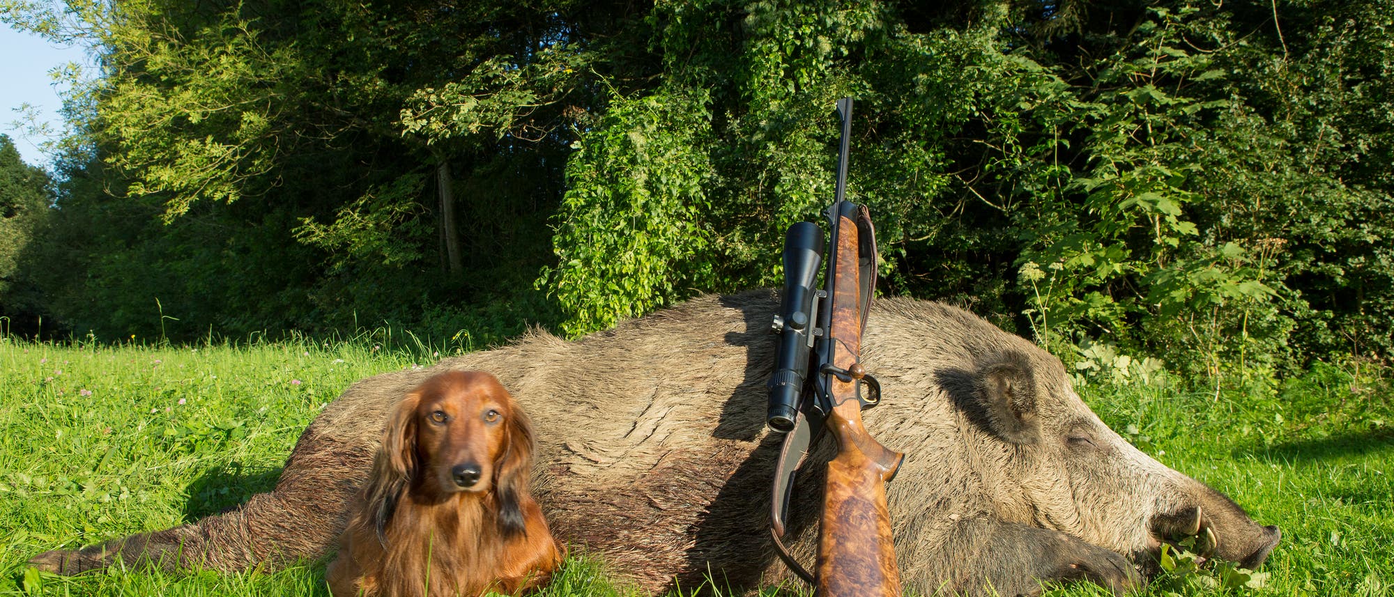 Ein Jäger präsentiert Hund, Gewehr und erlegte Sau nach erfolgreicher Jagd Ein Jäger präsentiert Hund, Gewehr und erlegte Sau nach erfolgreicher Jagd