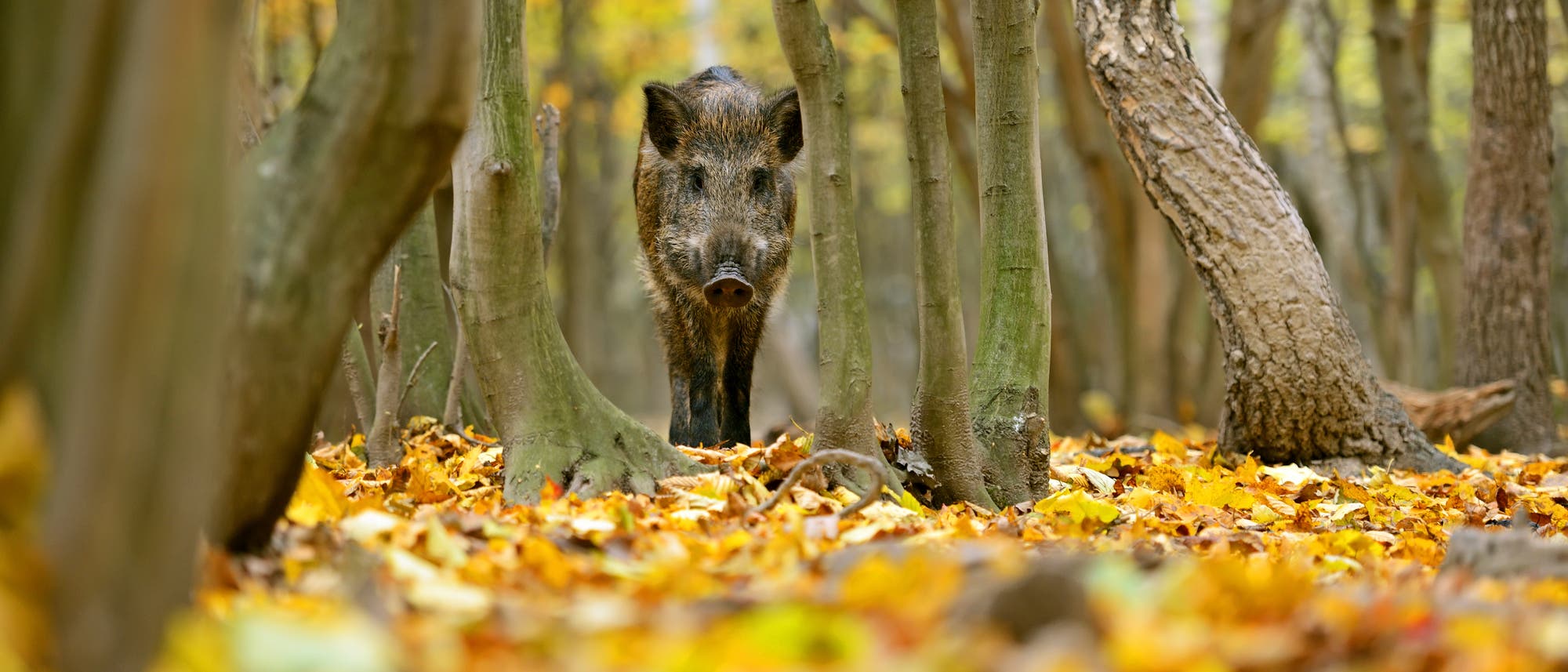 Wildschwein Wildschwein
