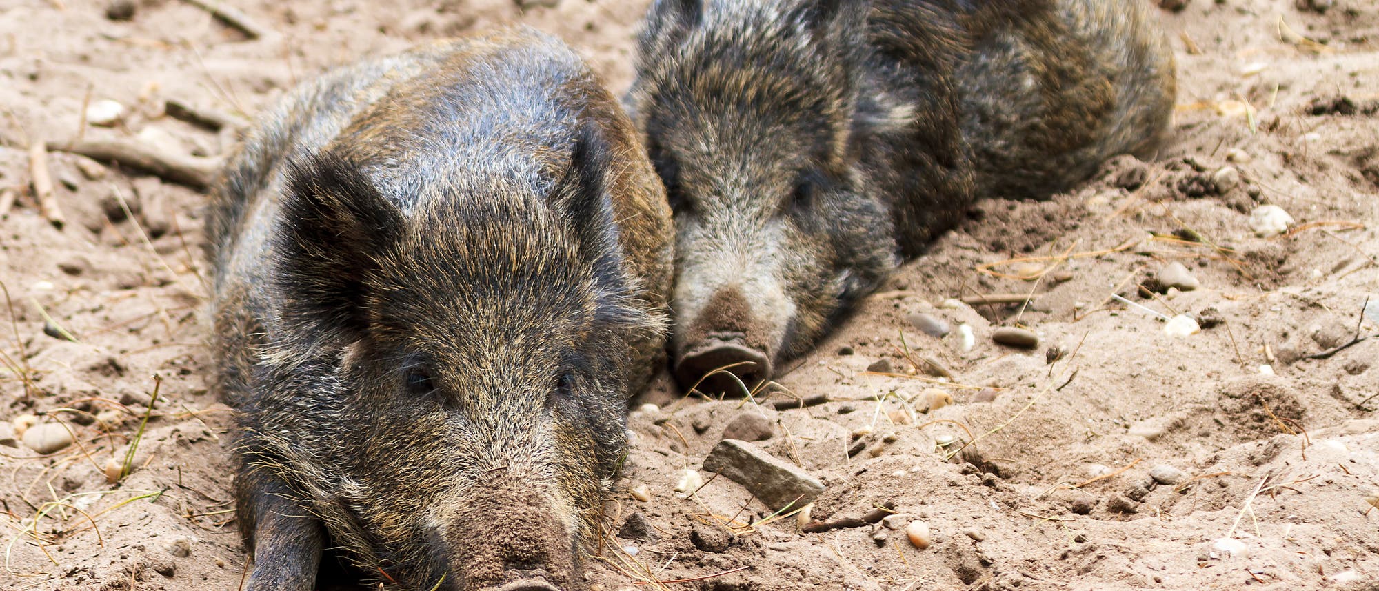 Zwei Wildschweine ruhen (Ausrichtung unbekannt) Zwei Wildschweine ruhen (Ausrichtung unbekannt)
