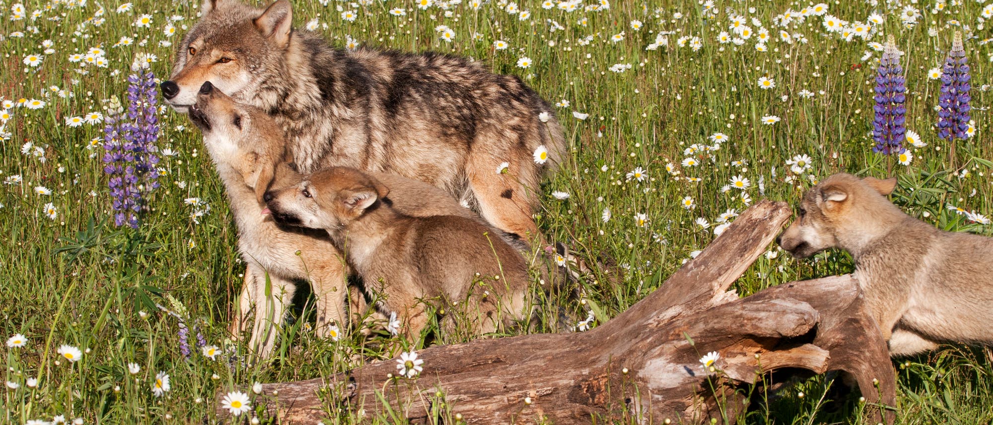 10 Grauwolf - Rückkehr mit Überraschungen 10 Grauwolf - Rückkehr mit Überraschungen