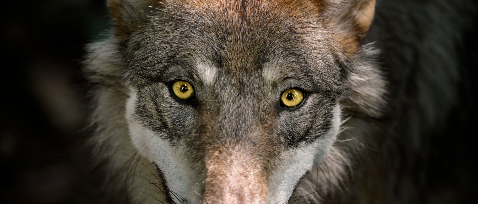 Wolf ganz nah Wolf ganz nah