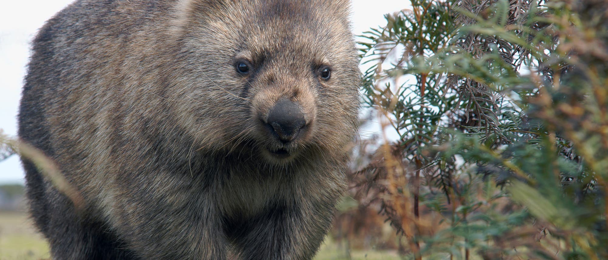 Wombat Wombat