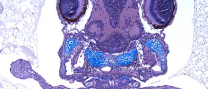 Genetische Manipulation - Beinchen anstatt Flossen Genetische Manipulation - Beinchen anstatt Flossen