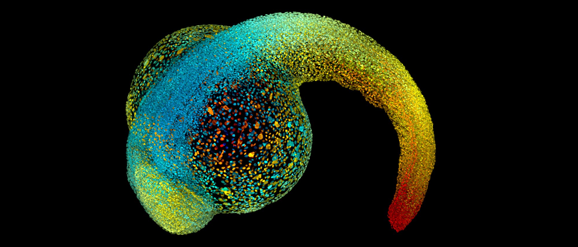 Zebrafisch Embryo Zebrafisch Embryo