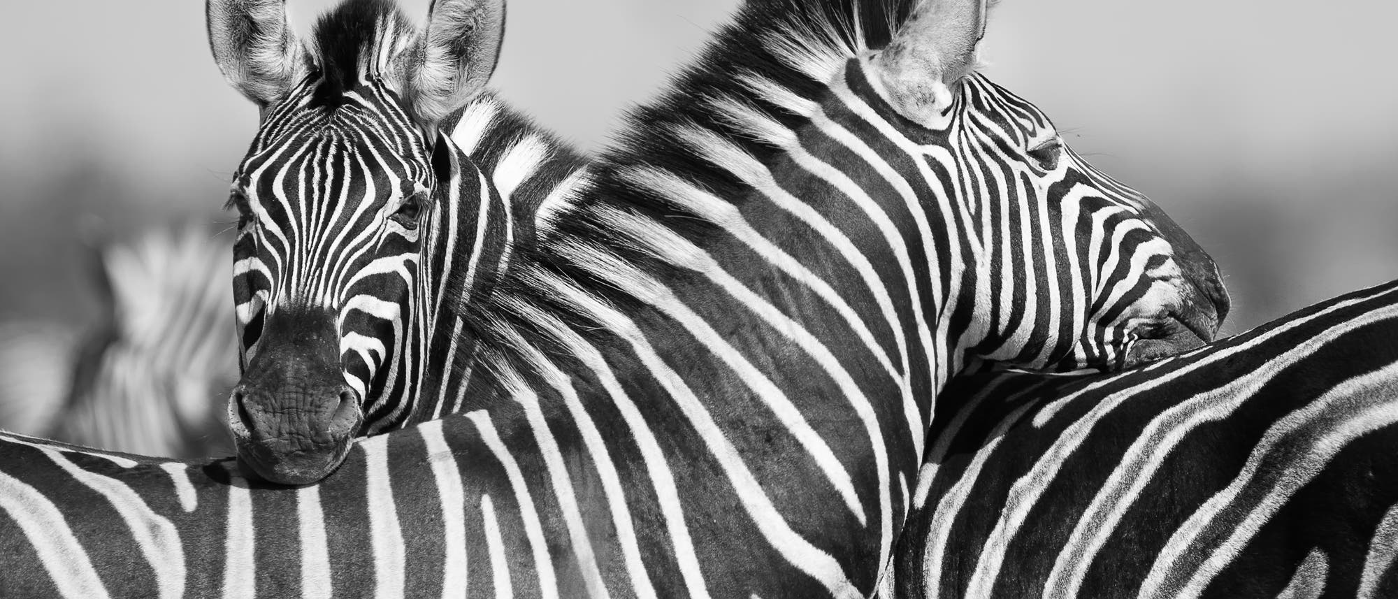 Zebras Zebras
