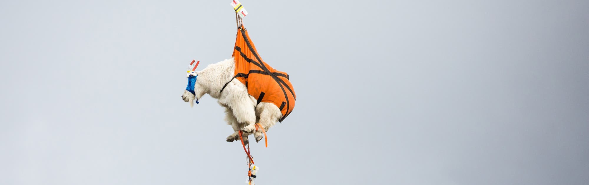 Fliegende Bergziege Fliegende Bergziege