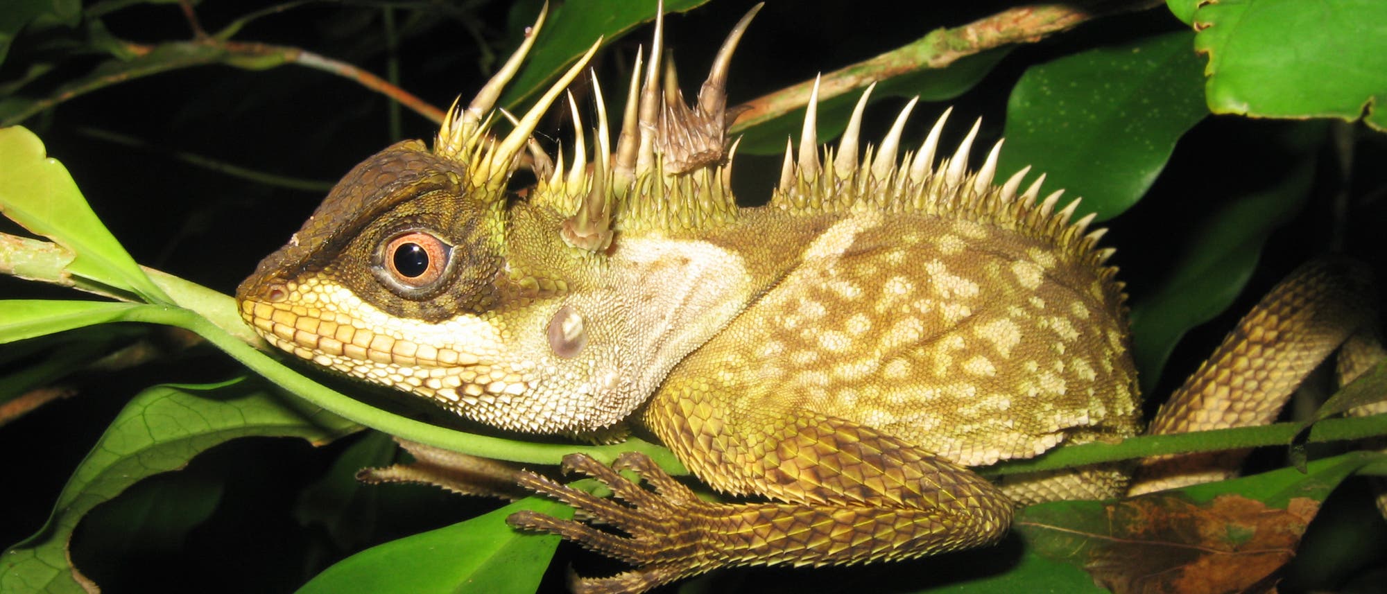 Acanthosaura phuketensis - eine Echse aus Südostasien Acanthosaura phuketensis - eine Echse aus Südostasien