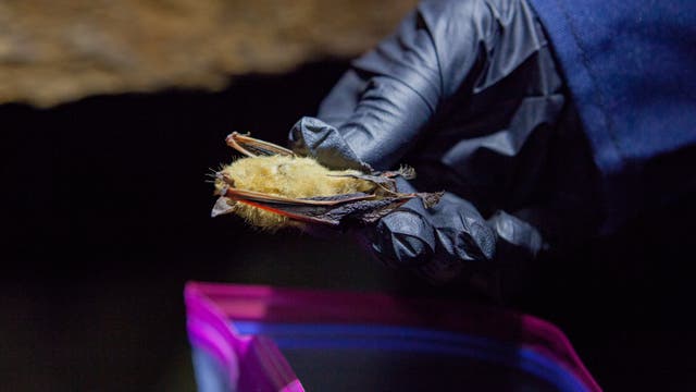 Wissenschaftler sammelt tote Fledermaus ein