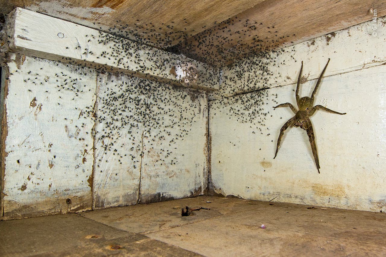 Eine Spinne und ihr Nachwuchs Eine Spinne und ihr Nachwuchs