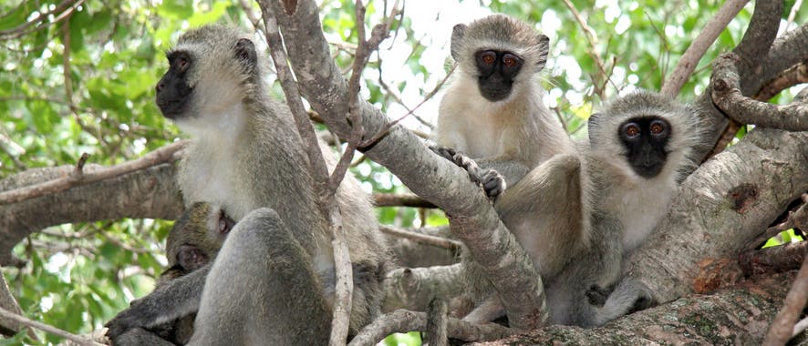 Grüne Meerkatzen Grüne Meerkatzen