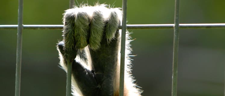 Affenhand Affenhand