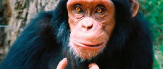 Wie rational sind Affen? Wie rational sind Affen?