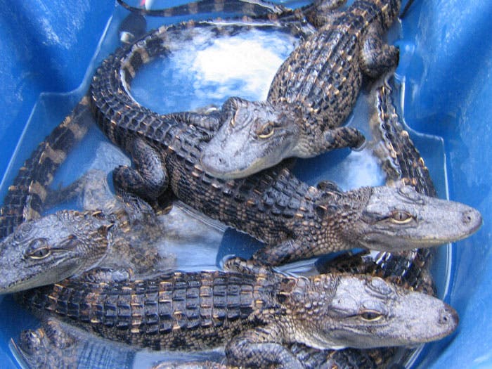 Junge Alligatoren im Wasserbecken