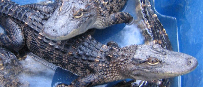 Alligatoren im Wasserbecken