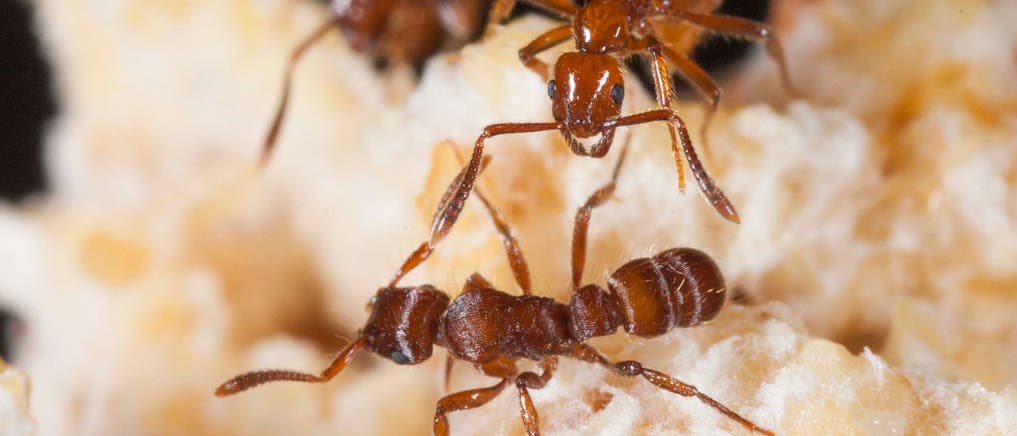 Söldnerameise verteidigt gegen Eindringling Söldnerameise verteidigt gegen Eindringling