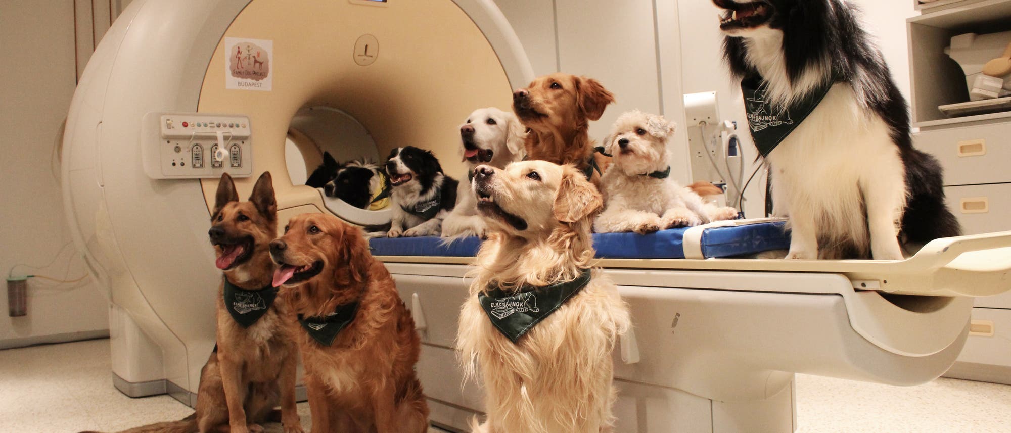 Hunde im Kernspintomograf Hunde im Kernspintomograf