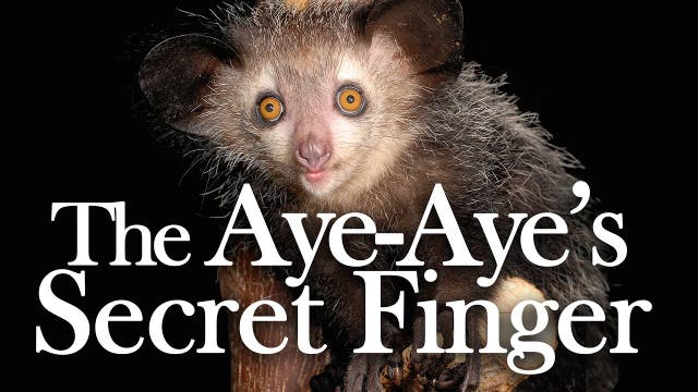 Der Aye-Aye ist bislang der einzige Primat mit sechs Fingern