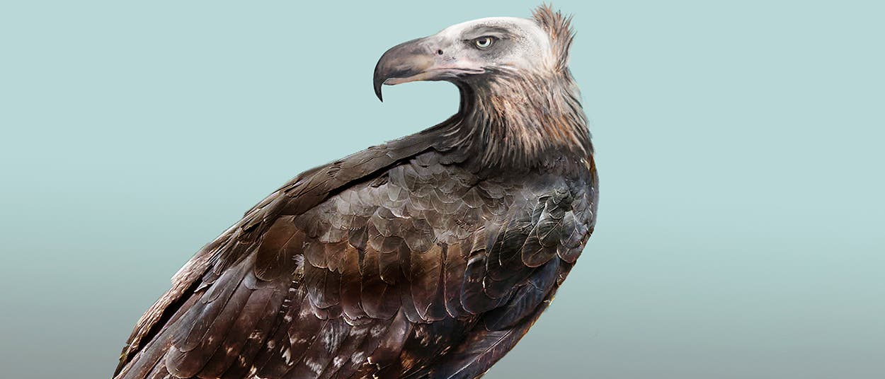 Rekonstruktion eines Haast-Adlers Rekonstruktion eines Haast-Adlers