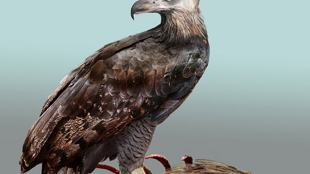 Rekonstruktion eines Haast-Adlers