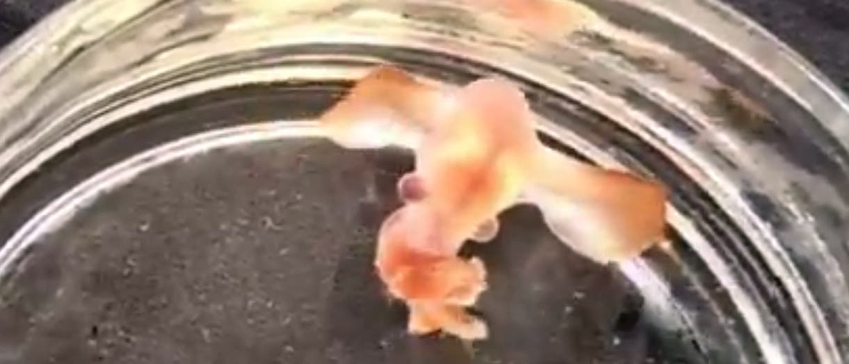 Baby-Dumbo in der Petrischale Baby-Dumbo in der Petrischale
