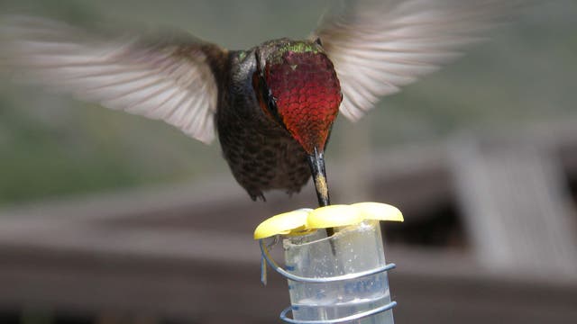 Kolibris schmecken Süßes statt Herzhaftes
