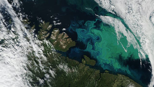 Plankton bedeckt die Barentssee.