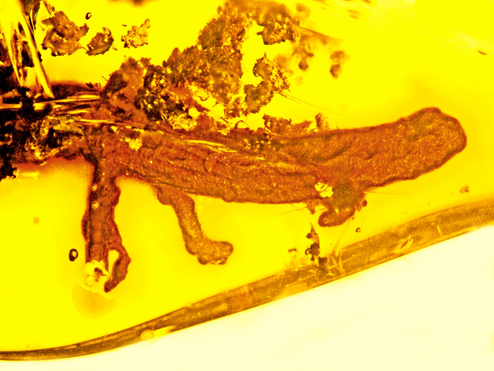 20 Millionen Jahre altes Jungtier 20 Millionen Jahre altes Jungtier