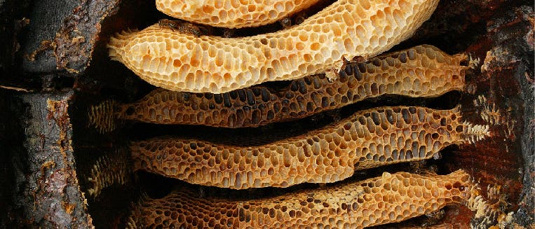 Bienenwaben in Baumstamm Bienenwaben in Baumstamm