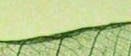 Blatt teaser Blatt teaser