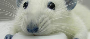 Maus mit Farbstoff Maus mit Farbstoff