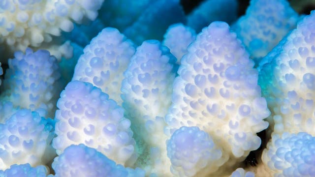 Tannenzapfenähnliche, bläulich weiße Korallenstöcke