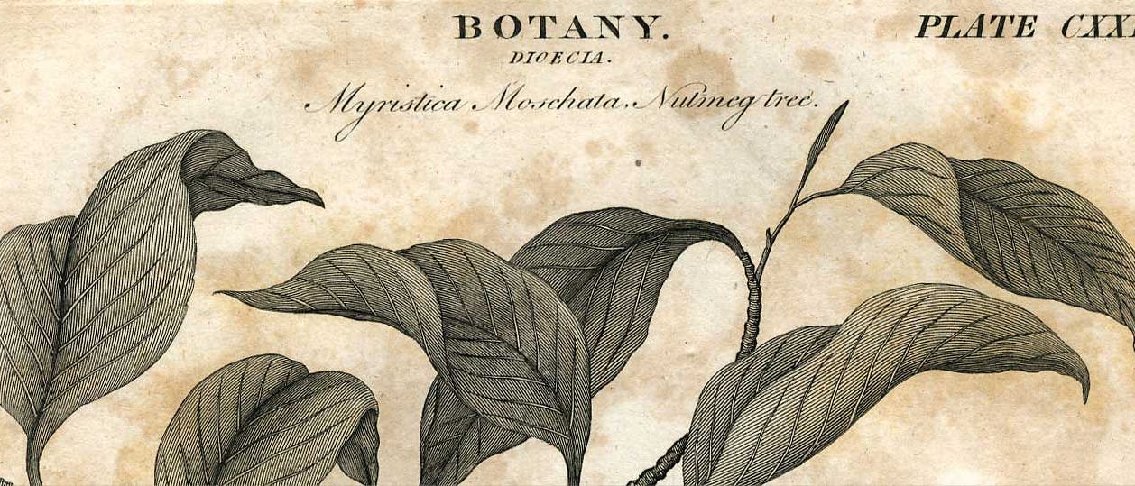 Botanik Botanik