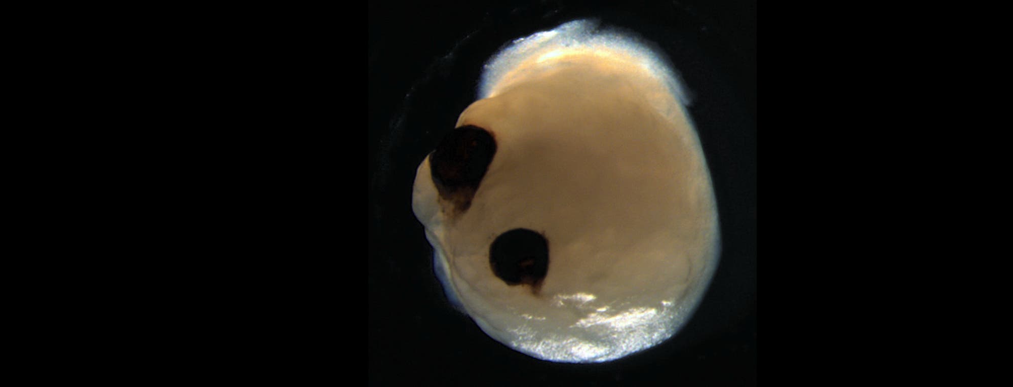 Ein Zellhaufen mit zwei Augen Ein Zellhaufen mit zwei Augen