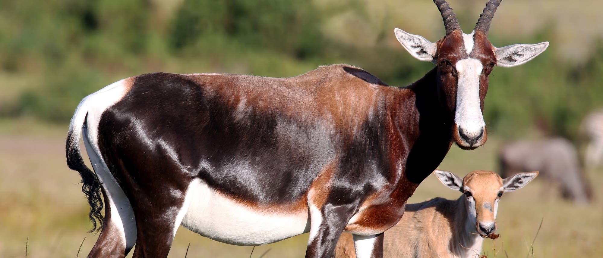 Buntbock mit Jungtier Buntbock mit Jungtier