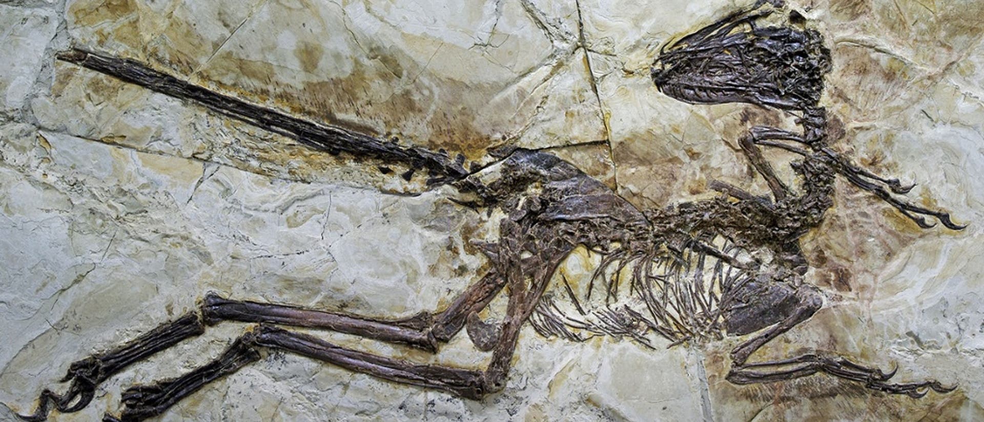 Zhenyuanlong suni - der große Saurier mit Flügeln Zhenyuanlong suni - der große Saurier mit Flügeln