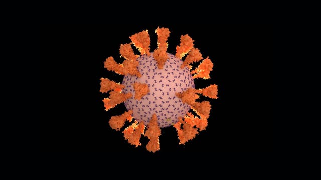 Coronavirus im 3D-Modell