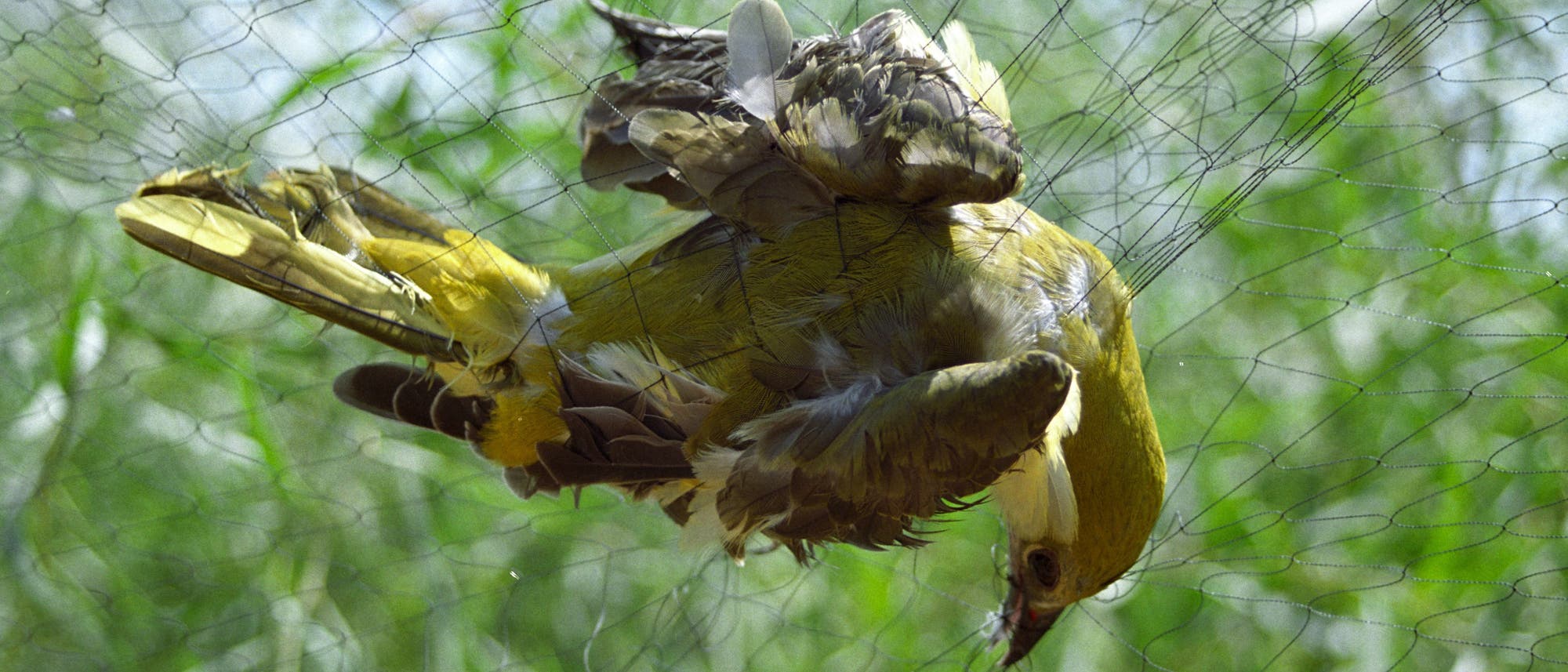 Feinmaschige Netze fange Vögel aller Art - auch wenn sie eigentlich geschützt sind wie dieser Pirol. Feinmaschige Netze fange Vögel aller Art - auch wenn sie eigentlich geschützt sind wie dieser Pirol.